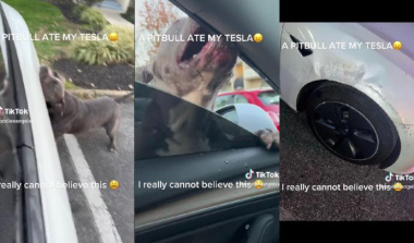 VIDEO – Quand un pitbull dévore une Tesla Model 3