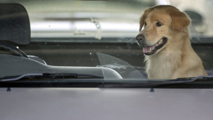 pour réduire l'anxiété des chiens en voiture, skoda lance une playlist spotify spécialement créée pour eux !