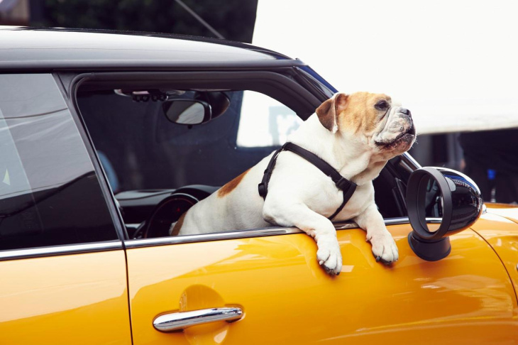nouveauté automobile,  photos officielles,  vidéo de voiture,  mini, mini. un bulldog comme assistant virtuel embarqué