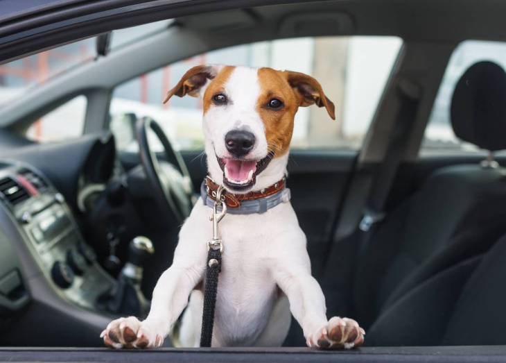 transport du chien en voiture : les précautions à prendre absolument