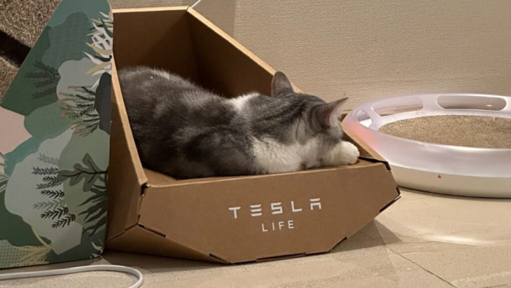Votre chat va adorer le panier Tesla Cybertruck en carton
