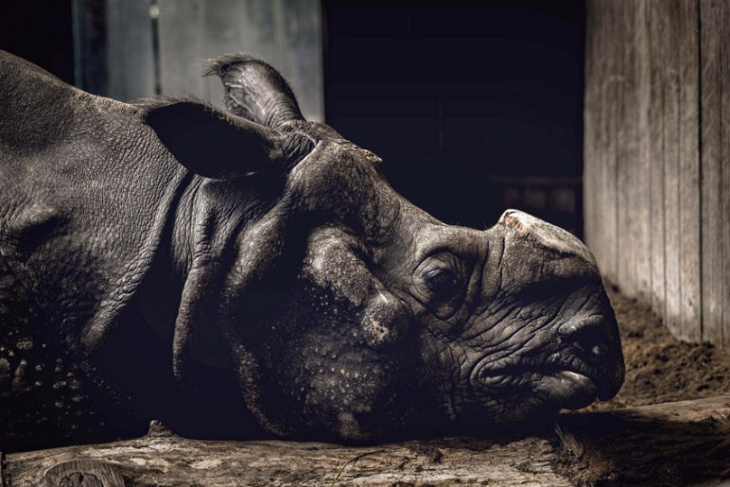 des rhinocéros en captivité aux pèlerinages sacrés : les plus beaux clichés du concours de photos sony world 2024