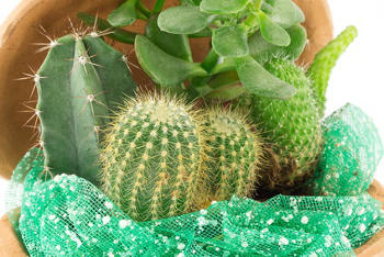 cactus et plantes grasses, 4 variétés faciles à vivre