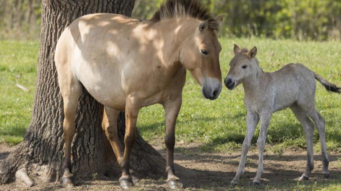 biodiversité : huit chevaux de przewalski vont être réintroduits au kazakhstan par les zoos de prague et de berlin