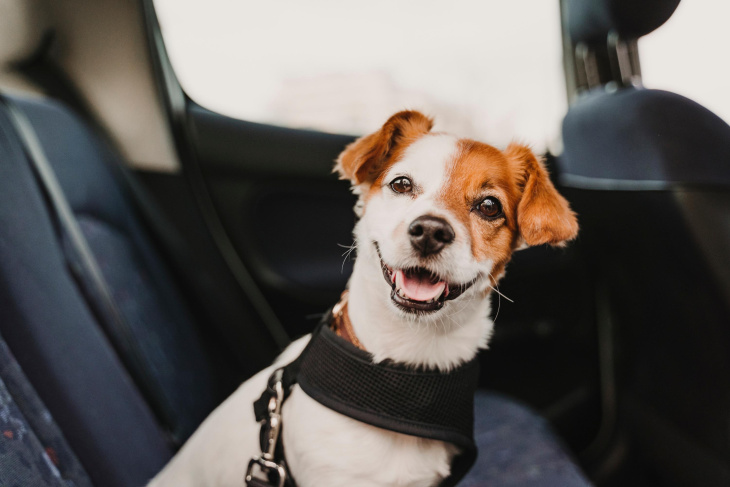 comment voyager avec son chien en voiture ?