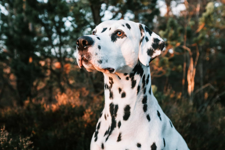 ce que la race de votre chien révèle de votre personnalité
