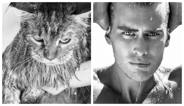 portraits magnifiques: des chats et des beaux gosses