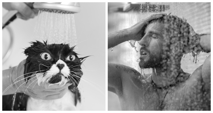 portraits magnifiques: des chats et des beaux gosses