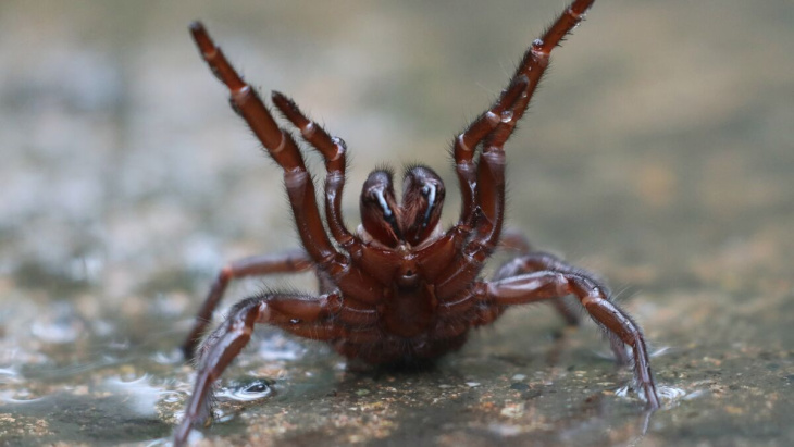 trafic d’araignées et de reptiles entre la guyane et l’alsace : un millier de veuves noires saisies
